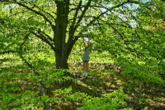 Stammheim Castle Park Cologne - Girl climbs in a tree .. 01