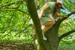 Stammheim Castle Park Cologne - Girl climbs in a tree .. 10