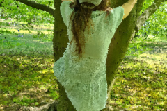 Stammheim Castle Park Cologne - Girl climbs in a tree .. 05